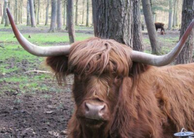 Alttext Alte Fasanerie: Rind