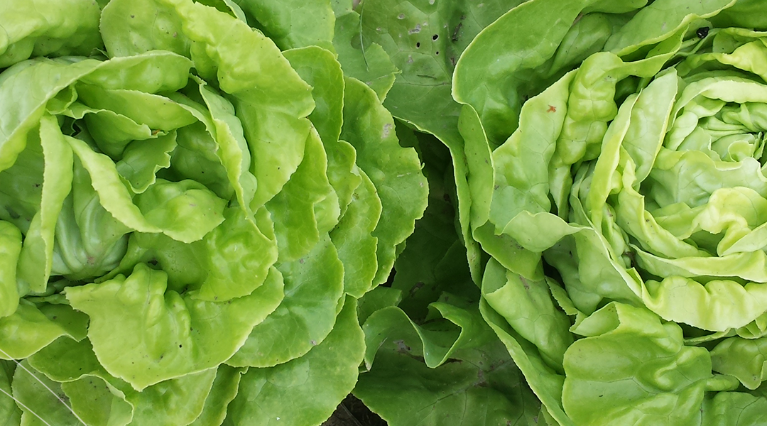 Schamanische Ernährung – lokal und gesund