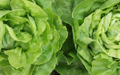 Schamanische Ernährung – lokal und gesund